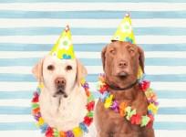 national pets day 2020