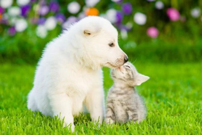 national pets day 2020