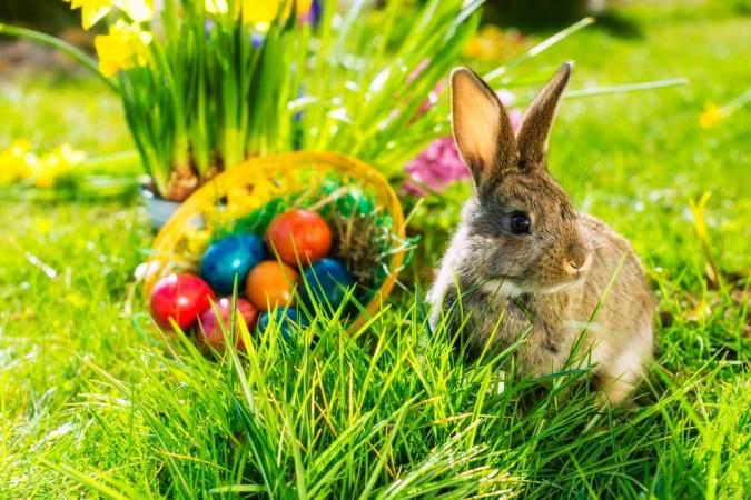 easter bunny