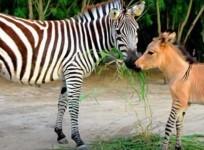 Zonkey