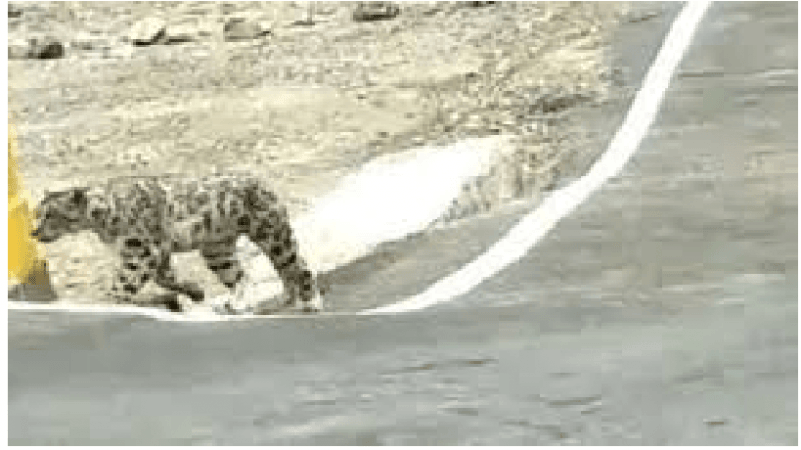 snow leopard spotted