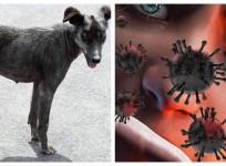 Dog coronavirus