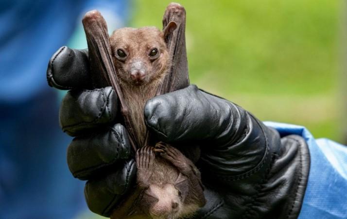 bats