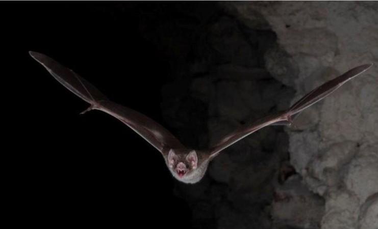 During her investigation, Shi had found areas like Shitou Cave on the outskirts of Kunming, the capital of Yunnan in southern China, could emerge as the centre of zoonotic outbreak. bats