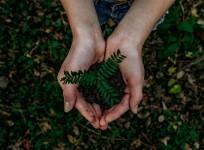 plant a tree on this Earth day