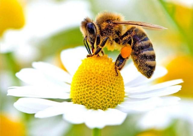 bees helping in pollination