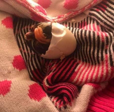 Newly hatched duckling duck