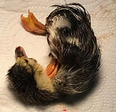 Duckling duck