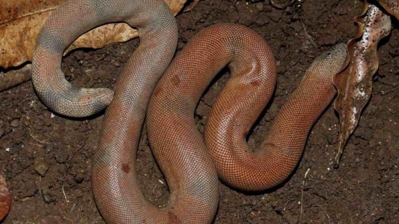 sand boa