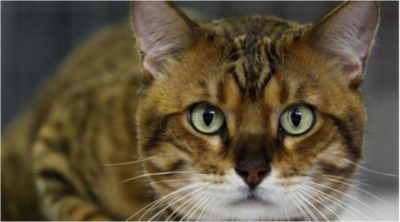 Even though there is no evidence that pets play a role in spreading the virus, experts say pet animals are at risk of developing the disease. cat