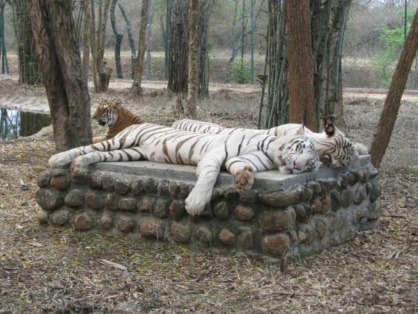 tigers at Bannerghatta Biological Park