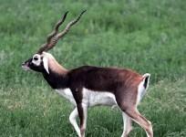 blackbuck