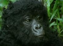 gorilla