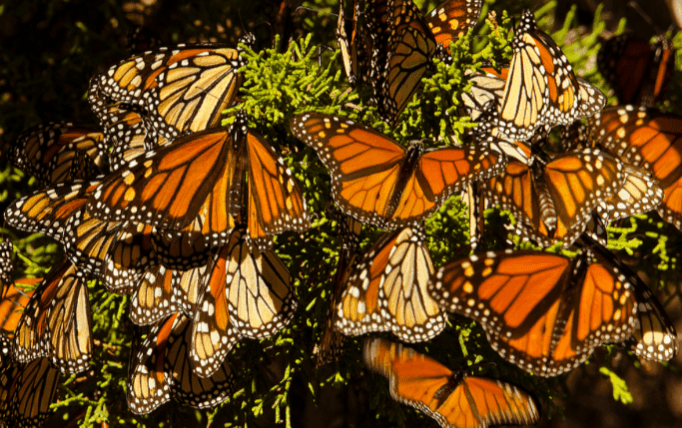 'Hummingbird' spy creature films millions of monarchs taking flight. hummingbird spy