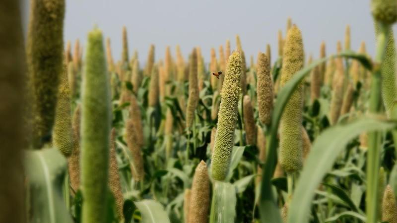 Pearl millet standing in a field
