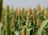 Pearl millet standing in a field