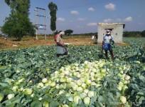 Farmer turns to Twitter for help