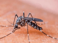 mosquito causing dengue