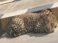 leopard