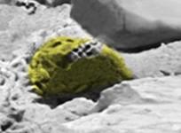 Skull on Mars