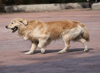 dog beaten to death