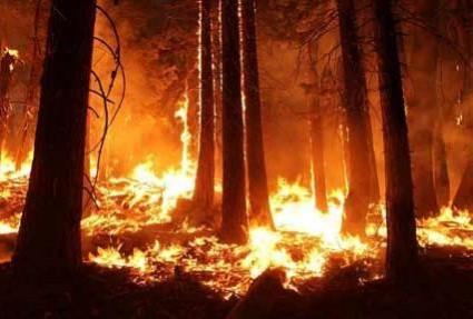 Forest fire fire