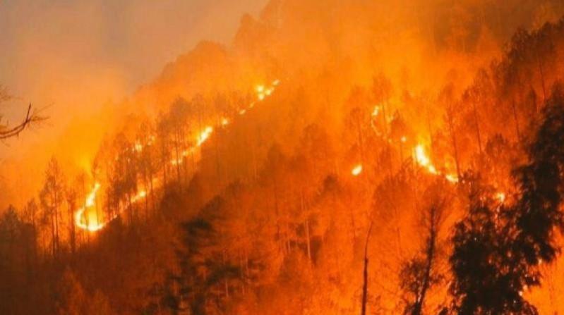 Forest fire fire
