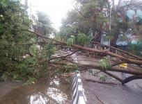 trees uprooted in BTM Layout