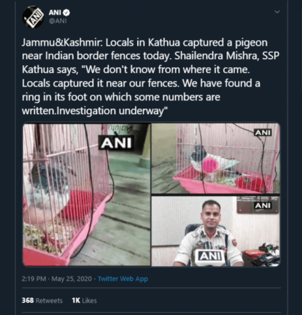 pigeon suspected to be sent from Pakistan pigeon suspected to be sent from pakistan