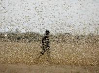 locust attack