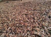 locust swarm