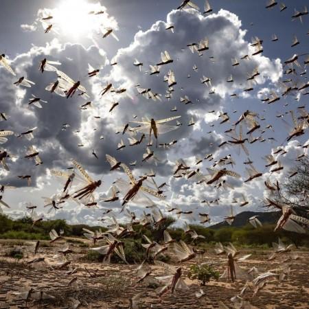 Explained: The locust crisis and its solution - IBTimes India