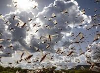 locusts