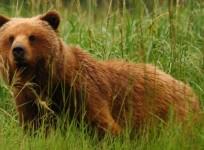 bear spotted in bengaluru