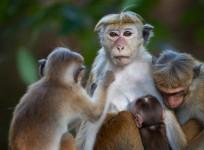 monkeys