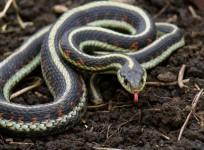 snake
