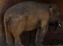 Pakistan loneliest elephant kaavan gets freedom
