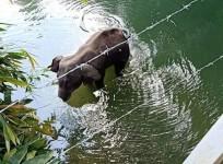 A pregnant elephant died in Kerala