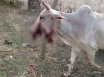 A pregnant cow's jaw was allegedly blown off by an explosive