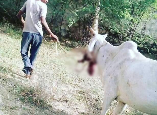 A pregnant cow's jaw was allegedly blown off by an explosive A pregnant cow's jaw was allegedly blown off by an explosive
