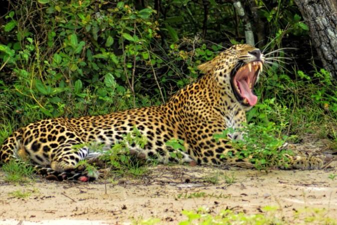 representational leopard