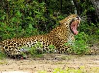 leopard