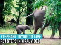 Baby elephant trying to take its first steps in viral video
