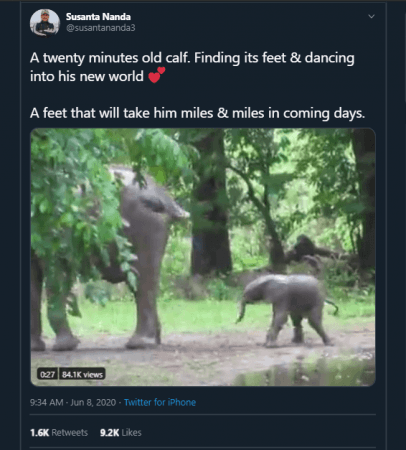 viral video of elephant calf viral video of elephant calf