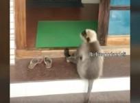langoor