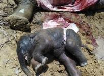 elephants