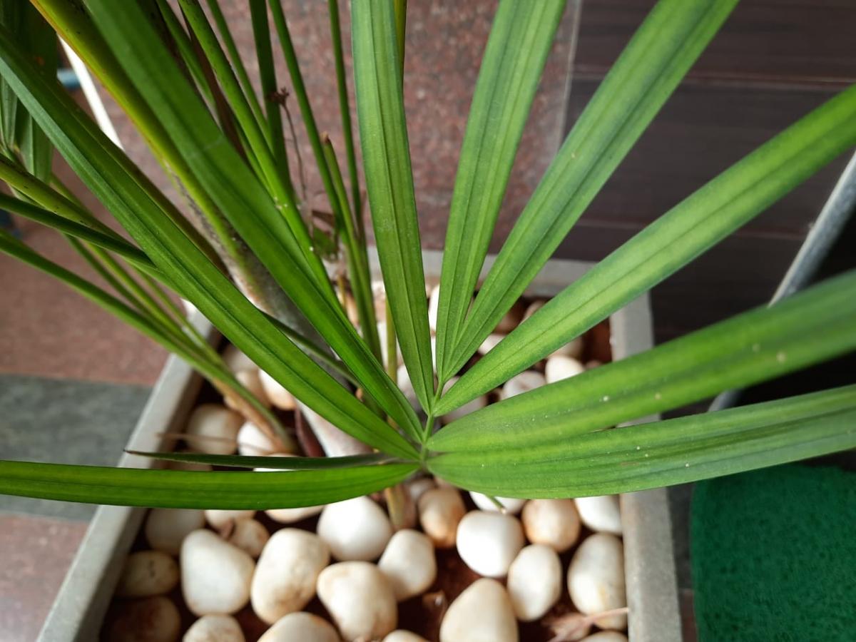 Samsung Galaxy M21 review Samsung Galaxy M21 review