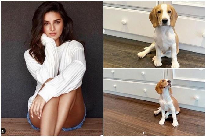 Tara Sutaria welcomes new member Bailey into family Tara Sutaria welcomes new member Bailey into family