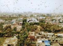 gurgaon locust attack