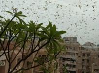 Gurugram locust attack